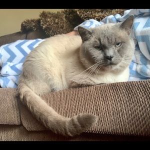 Meet your Posher, Alison